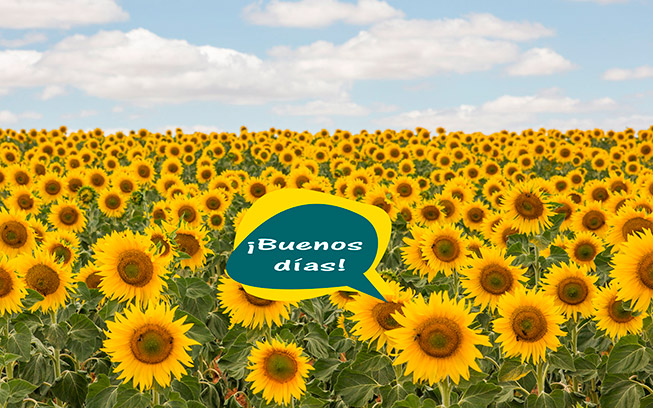 arg-media-inicio-girasoles